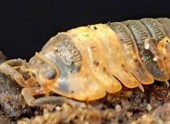 grizzly bear isopods